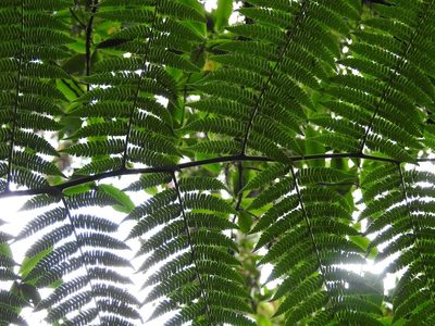 Cyathea fulva, photographed by Neptalí Ramírez Marcial