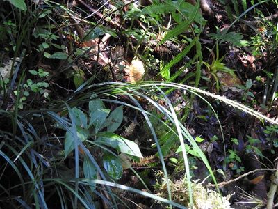 Carex hamata, photographed by Neptalí Ramírez Marcial