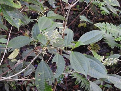 Miconia glaberrima, photographed by Neptalí Ramírez Marcial