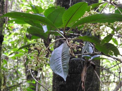 Parathesis leptopa, photographed by Neptalí Ramírez Marcial