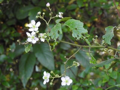 Rubus coriifolius, photographed by Neptalí Ramírez Marcial