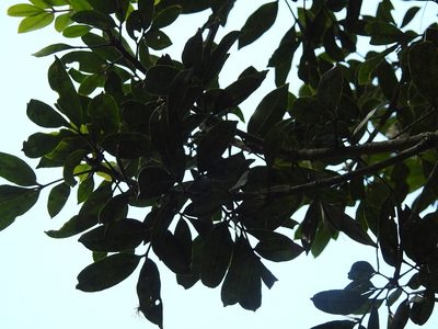 Zanthoxylum melanostictum, photographed by Neptalí Ramírez Marcial