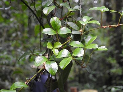 Apocissus trianae, photographed by Neptalí Ramírez Marcial