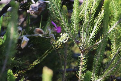 Struthiola tomentosa, photographed by Tony Rebelo