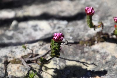 Penaea petraea, photographed by Tony Rebelo