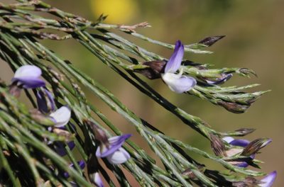 Psoralea pullata, photographed by Tony Rebelo