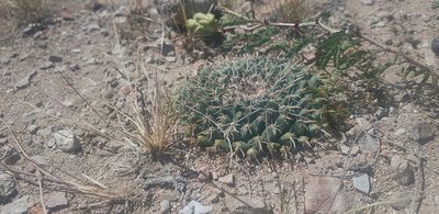Mammillaria uncinata, photographed by Eugenio Padilla