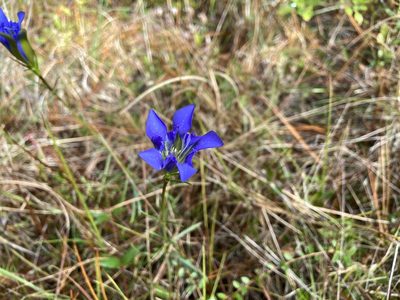 Gentiana autumnalis, photographed by Reid Hardin