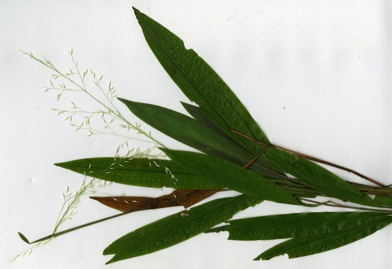 Maltebrunia leersioides, photographed by bat (Maria Vorontsova)