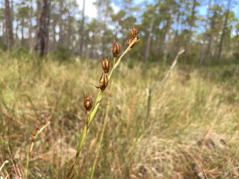 Pleea tenuifolia, photographed by Reid Hardin