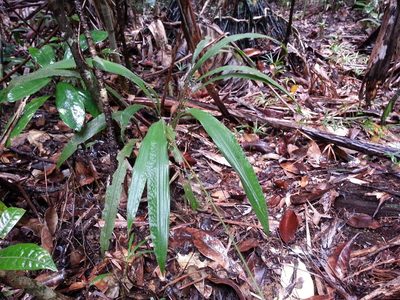 Maltebrunia leersioides, photographed by bat (Maria Vorontsova)