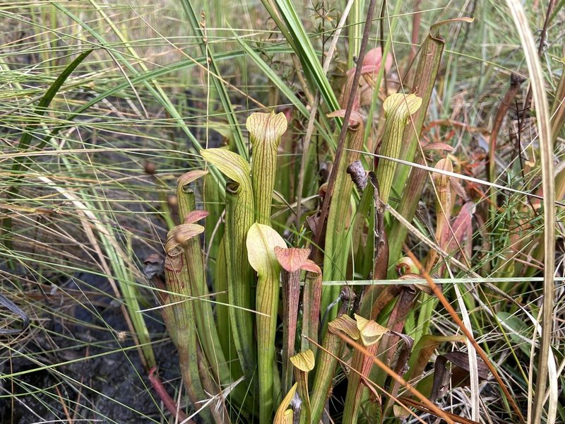 Sarracenia rubra, photographed by Reid Hardin