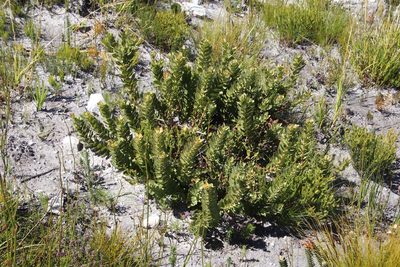 Osyris speciosa, photographed by Tony Rebelo