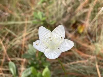 Parnassia caroliniana, photographed by Reid Hardin