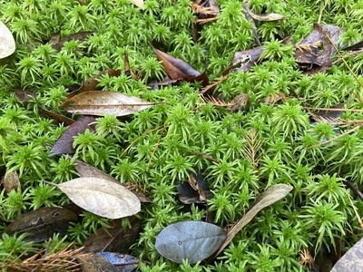 Sphagnum recurvum, photographed by Reid Hardin