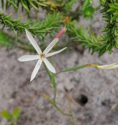 Geissorhiza tenella, photographed by flamelily