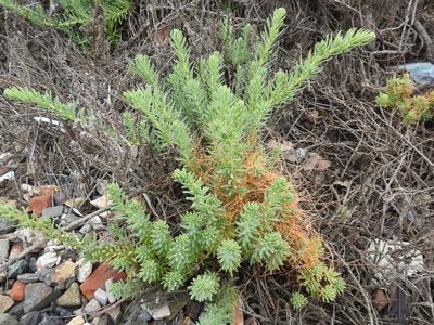 Suaeda californica, photographed by Hydrocycler (Elizabeth Dougherty)