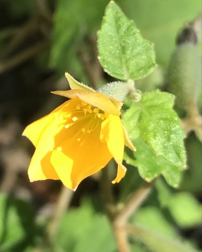 Mentzelia floridana, photographed by gcschmidt911