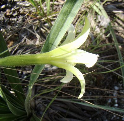 Barbacenia lymansmithii, photographed by Jean-Paul Boerekamps