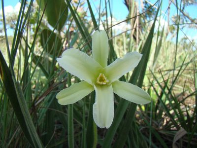Barbacenia lymansmithii, photographed by Jean-Paul Boerekamps