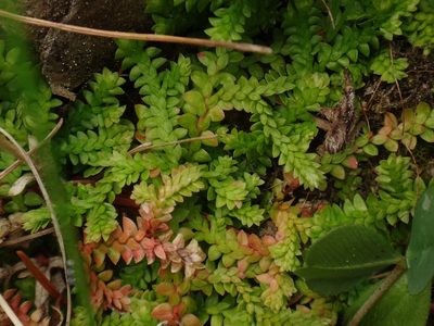 Selaginella helvetica, photographed by Christian Berg