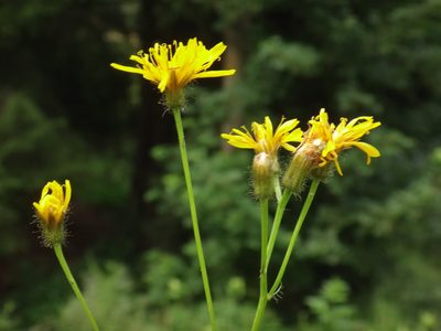 Crepis paludosa, photographed by Christian Berg