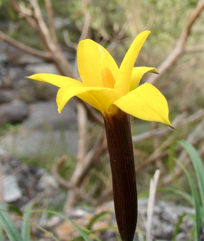 Barbacenia glabra, photographed by Jean-Paul Boerekamps