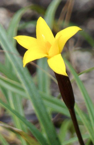 Barbacenia glabra, photographed by Jean-Paul Boerekamps