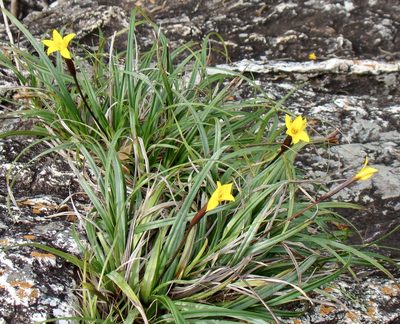 Barbacenia glabra, photographed by Jean-Paul Boerekamps