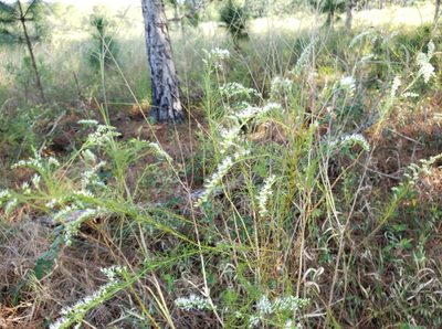 Eupatorium leptophyllum, photographed by Arturo Santos