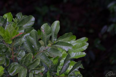 Cupania vernalis, photographed by Reinaldo de Oliveira Elias