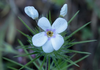Leptosiphon montanus, photographed by Megan Ralph