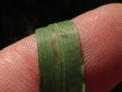 Avenula pubescens, photographed by Christian Berg