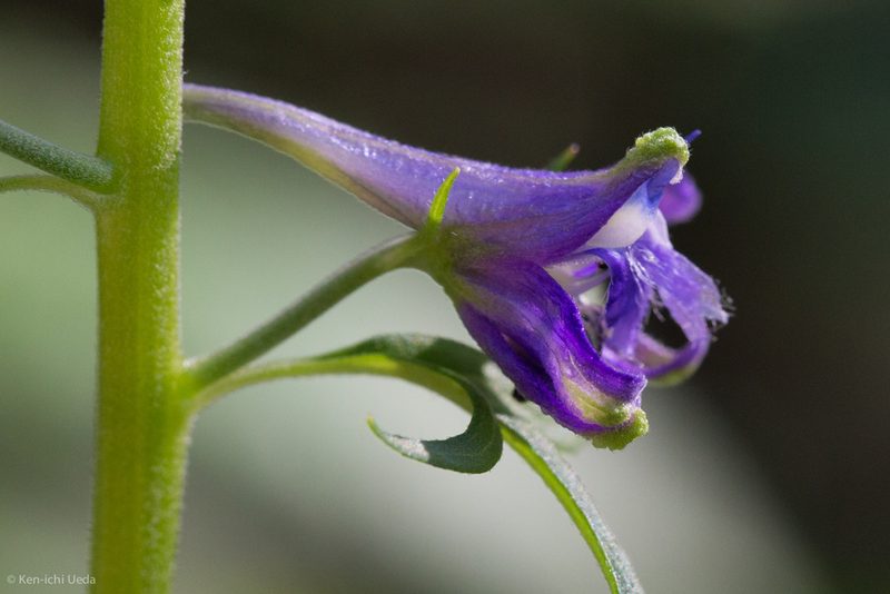 Delphinium scopulorum, photographed by Ken-ichi Ueda