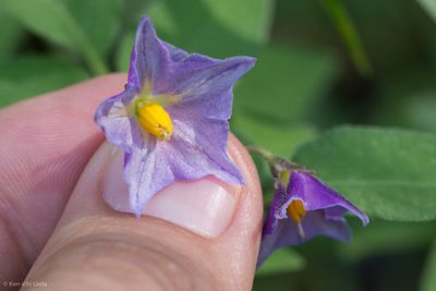 Solanum stoloniferum, photographed by Ken-ichi Ueda