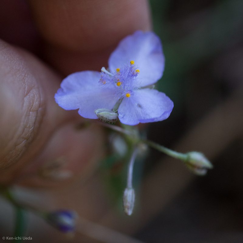 Tradescantia pinetorum, photographed by Ken-ichi Ueda