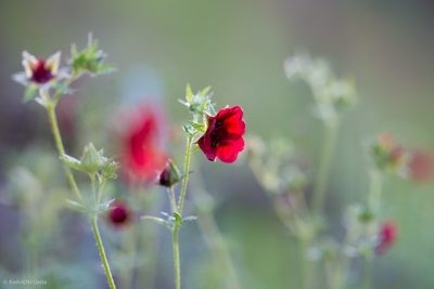Potentilla thurberi, photographed by Ken-ichi Ueda