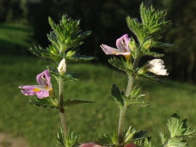 Euphrasia officinalis, photographed by Christian Berg