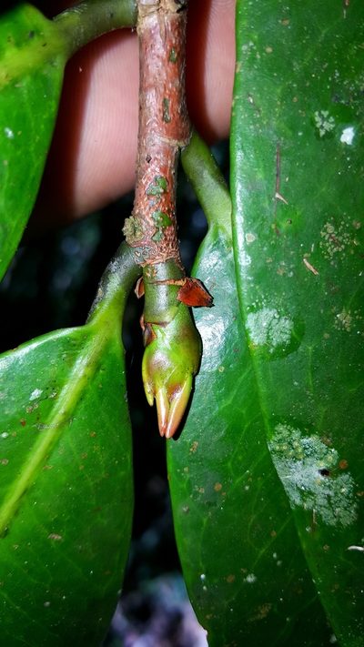 Erythroxylum sphaeranthum, photographed by Romer N. Rabarijaona