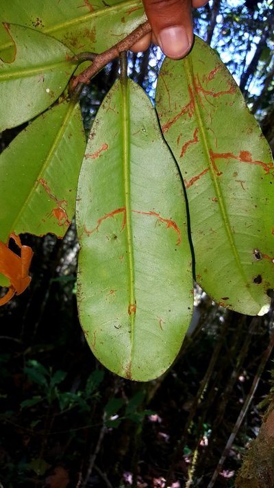 Erythroxylum sphaeranthum, photographed by Romer N. Rabarijaona