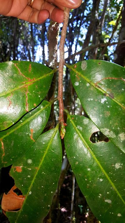 Erythroxylum sphaeranthum, photographed by Romer N. Rabarijaona