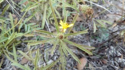 Jasonia tuberosa, photographed by Josep Gesti