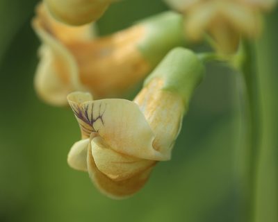 Lathyrus sulphureus, photographed by Megan Ralph
