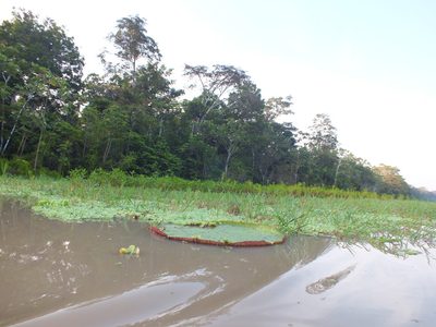 Victoria amazonica, photographed by Michael Bakker Paiva