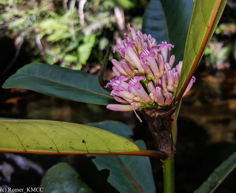 Gaertnera macrostipula, photographed by Romer N. Rabarijaona