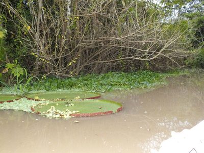 Victoria amazonica, photographed by Michael Bakker Paiva