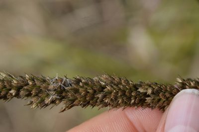 Tridens strictus, photographed by Dan Johnson