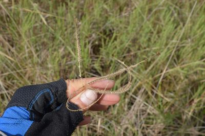 Stapfochloa canterae, photographed by Dan Johnson