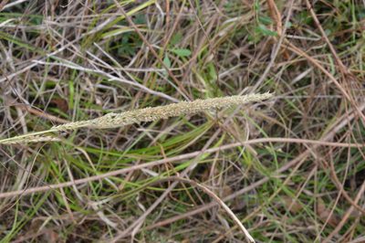 Tridens strictus, photographed by Dan Johnson