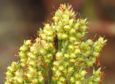 Sorghum bicolor, photographed by saltyhiker